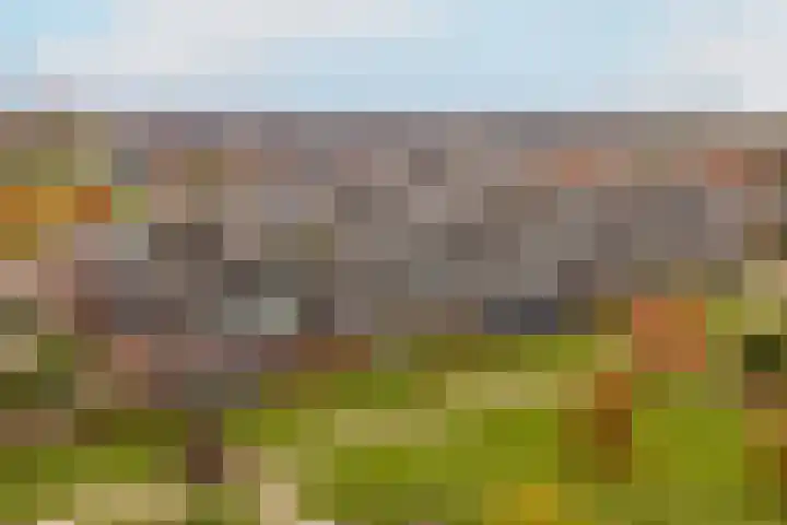 Bronmos 54 Houten thumbnail 28