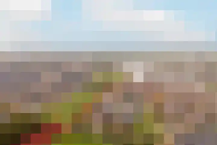 Bronmos 54 Houten thumbnail 31