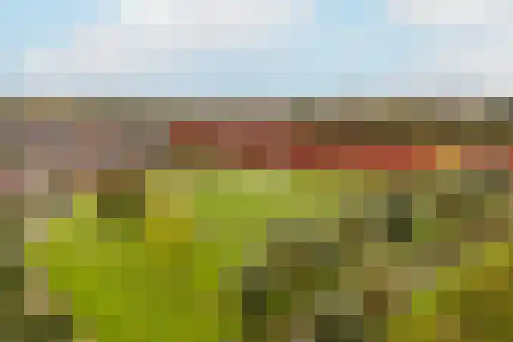 Bronmos 54 Houten thumbnail 34