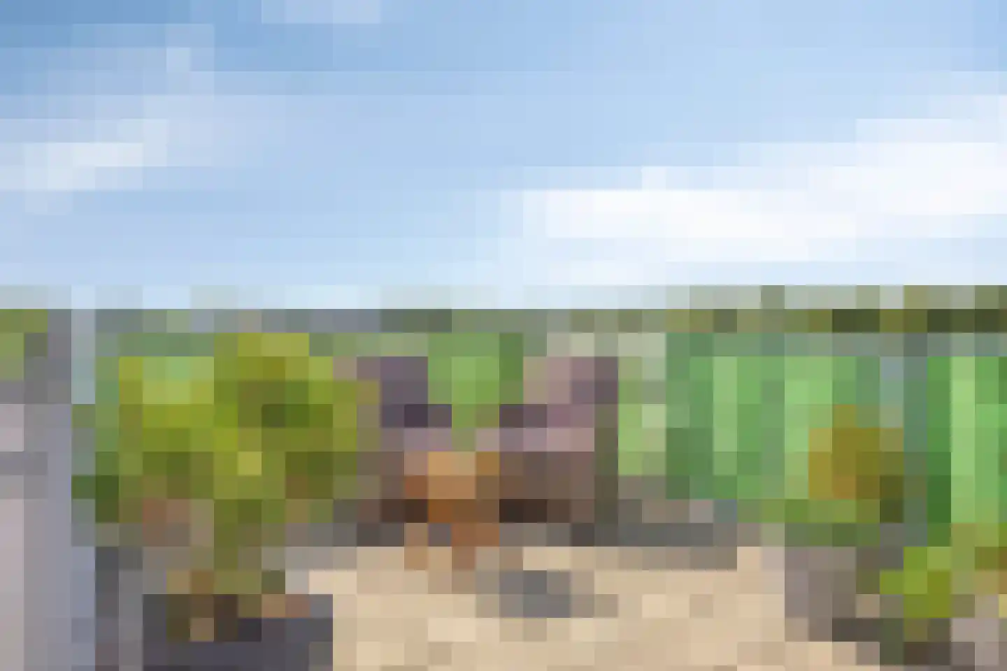 Bronmos 66 Houten thumbnail 32