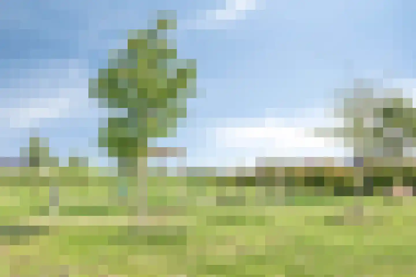 Bronmos 66 Houten thumbnail 51