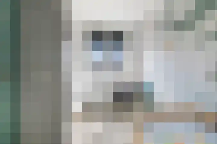 Broodakker 17 Schaijk thumbnail 29
