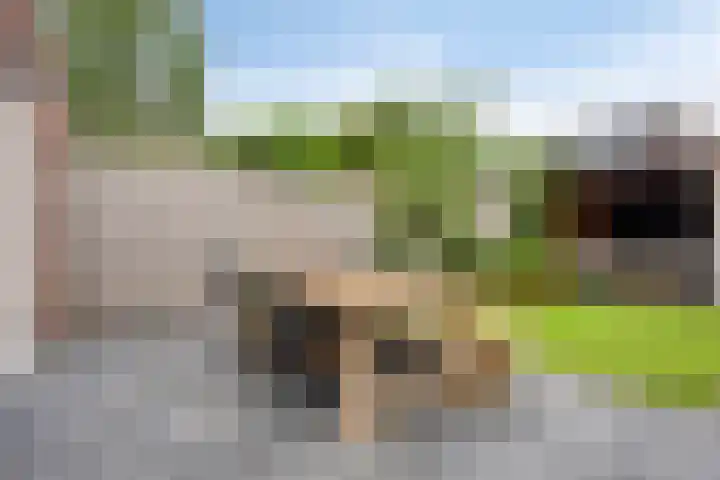 Broodakker 29 Schaijk thumbnail 28