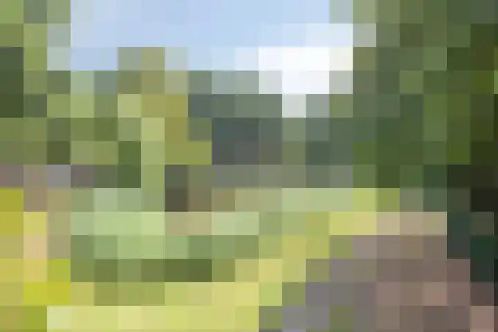 Brouwersbos 44 Cuijk thumbnail 43