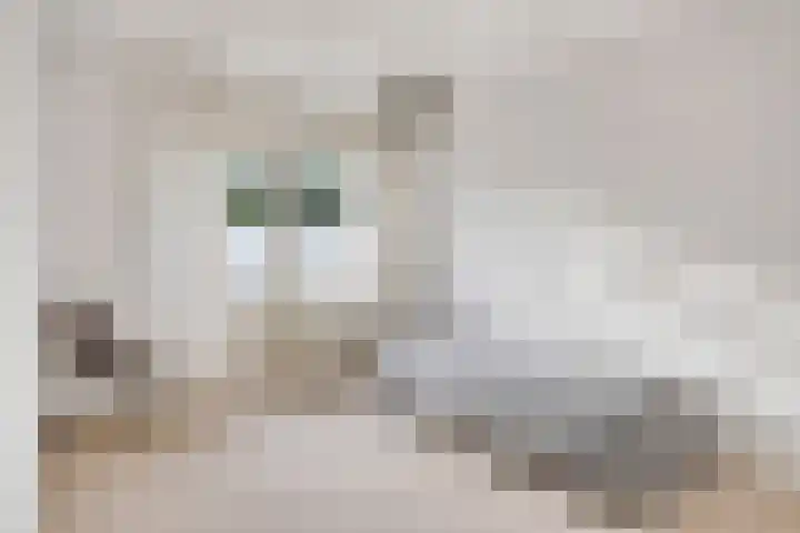 Brouwersbos 78 Cuijk thumbnail 21