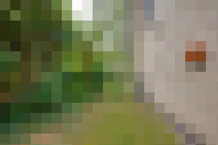 Brouwersbos 9 Prinsenbeek thumbnail 39