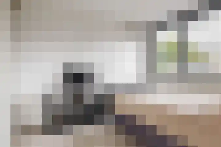 Brouwersveld 49 Koog aan de Zaan thumbnail 20