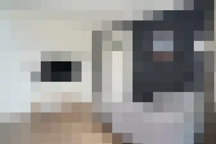 Brouwketel 66 Schijndel thumbnail 18