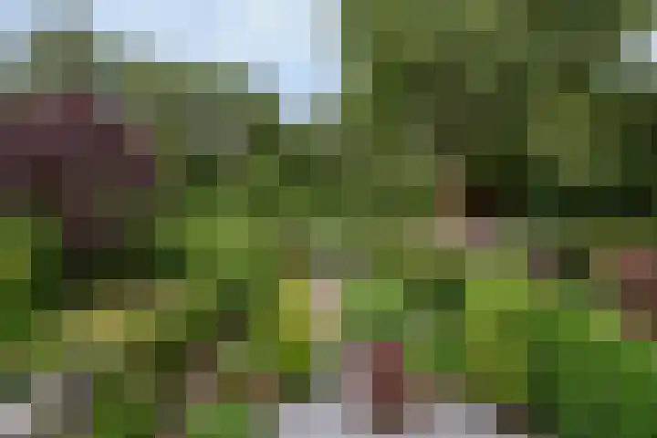 Brugakker 6223 Zeist thumbnail 4