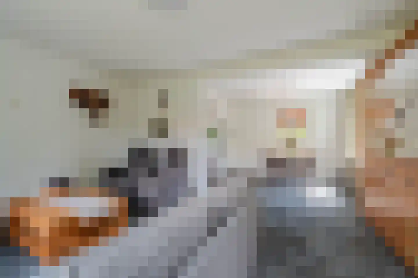Brugpas 4 Veulen thumbnail 14