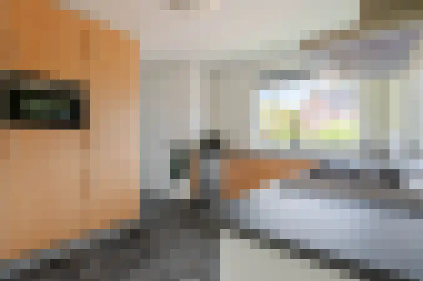 Brugpas 4 Veulen thumbnail 18