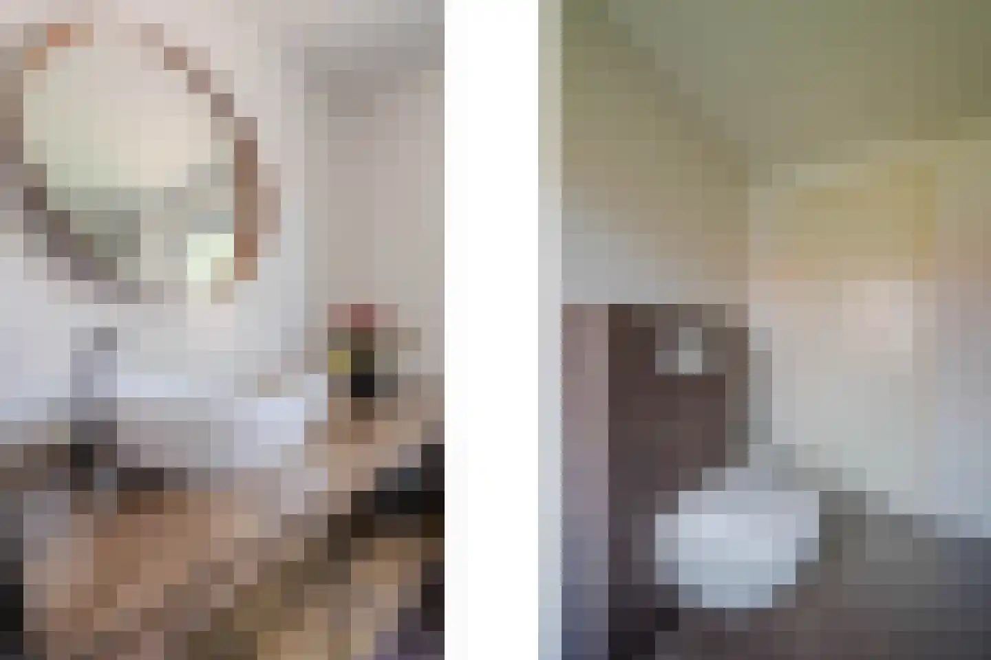 Brugpas 4 Veulen thumbnail 33