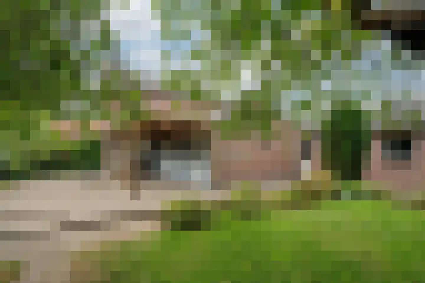 Brugpas 4 Veulen thumbnail 40