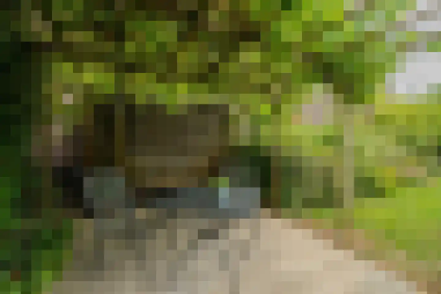 Brugpas 4 Veulen thumbnail 44