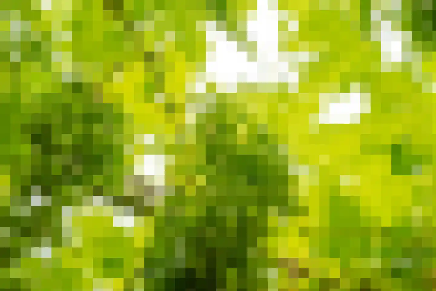 Brugpas 4 Veulen thumbnail 45