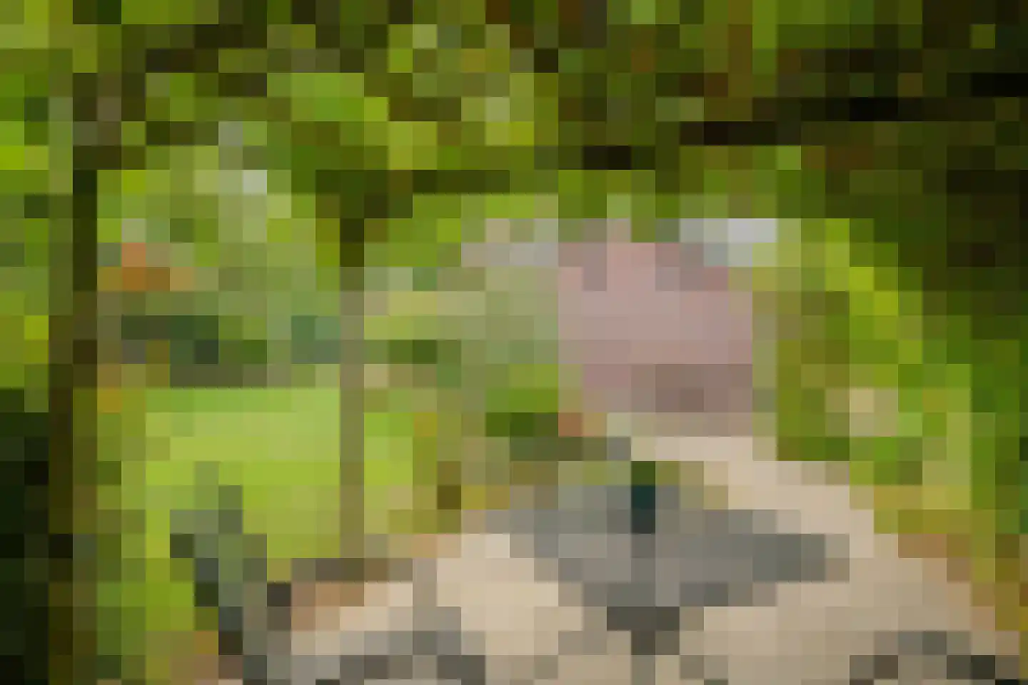 Brugpas 4 Veulen thumbnail 46
