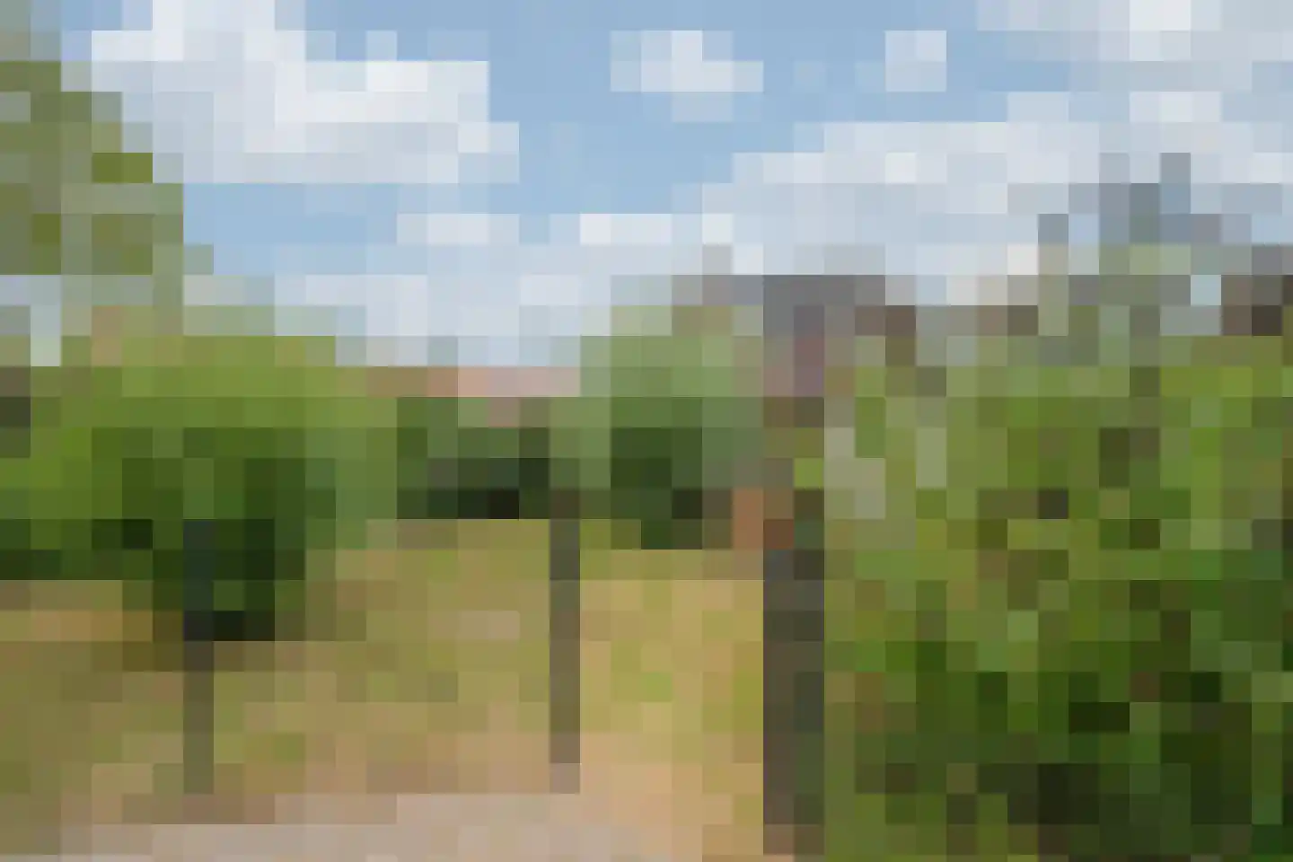 Brugpas 4 Veulen thumbnail 52