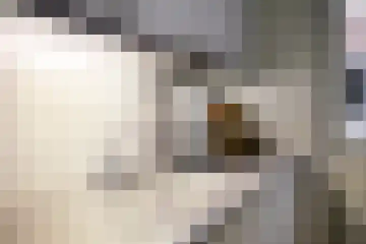 Brugstraat 9 Mierlo thumbnail 15