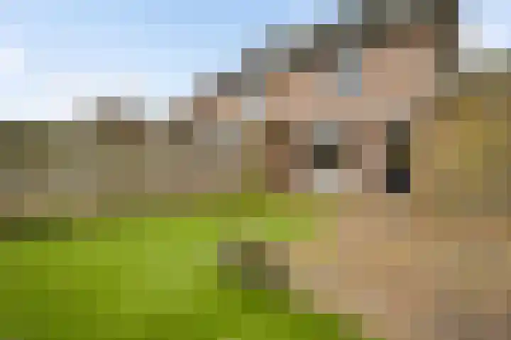 Bruine Akkers 125 Maarheeze thumbnail 31