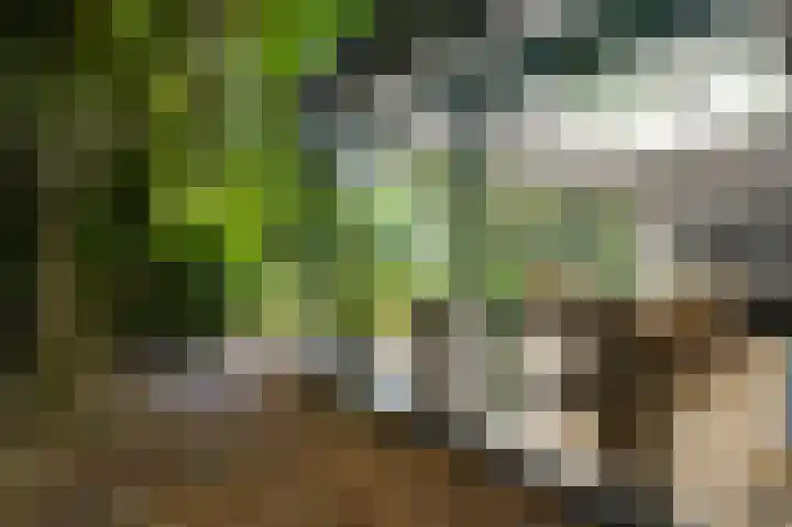 Bruine Akkers 141 Maarheeze thumbnail 36