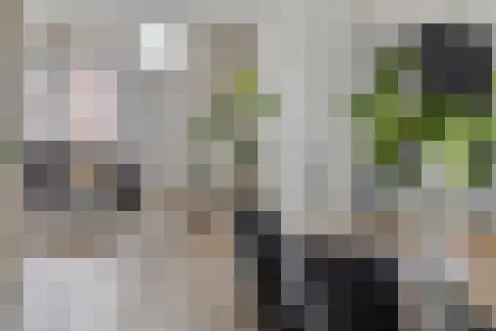 Bruine Akkers 48 Maarheeze thumbnail 10