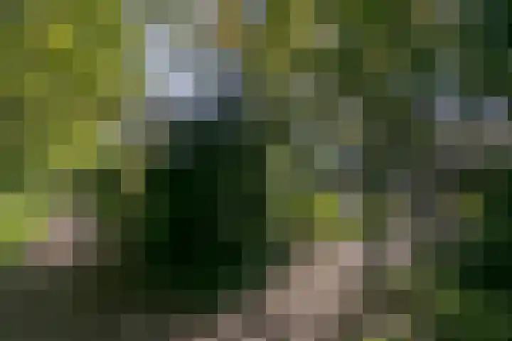 Bruine Akkers 48 Maarheeze thumbnail 61