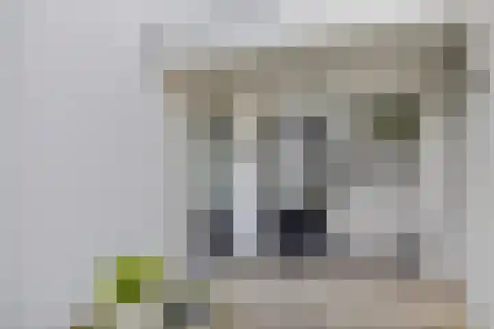 Bruine Akkers 48 Maarheeze thumbnail 8