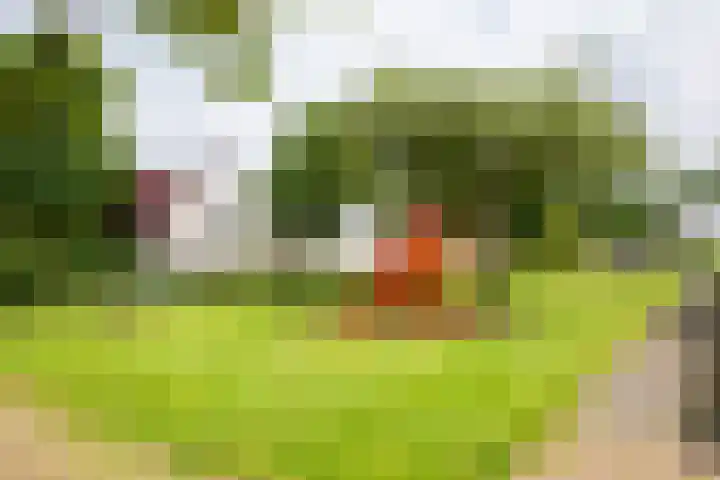 Bruine Akkers 63 Maarheeze thumbnail 40
