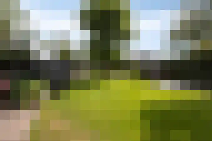 Bruine Akkers 86 Maarheeze thumbnail 5