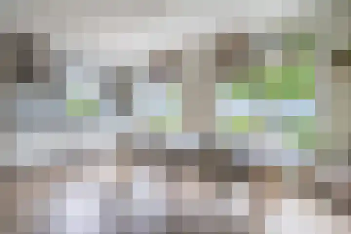 Bruine Eikenpage 60 Tiel thumbnail 16