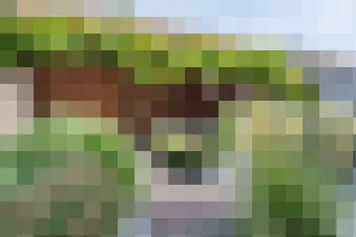 Bruine Eikenpage 60 Tiel thumbnail 48