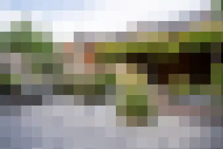Bruine Eikenpage 60 Tiel thumbnail 51
