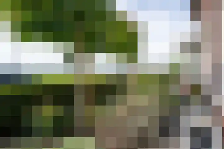 Bruine Eikenpage 60 Tiel thumbnail 6