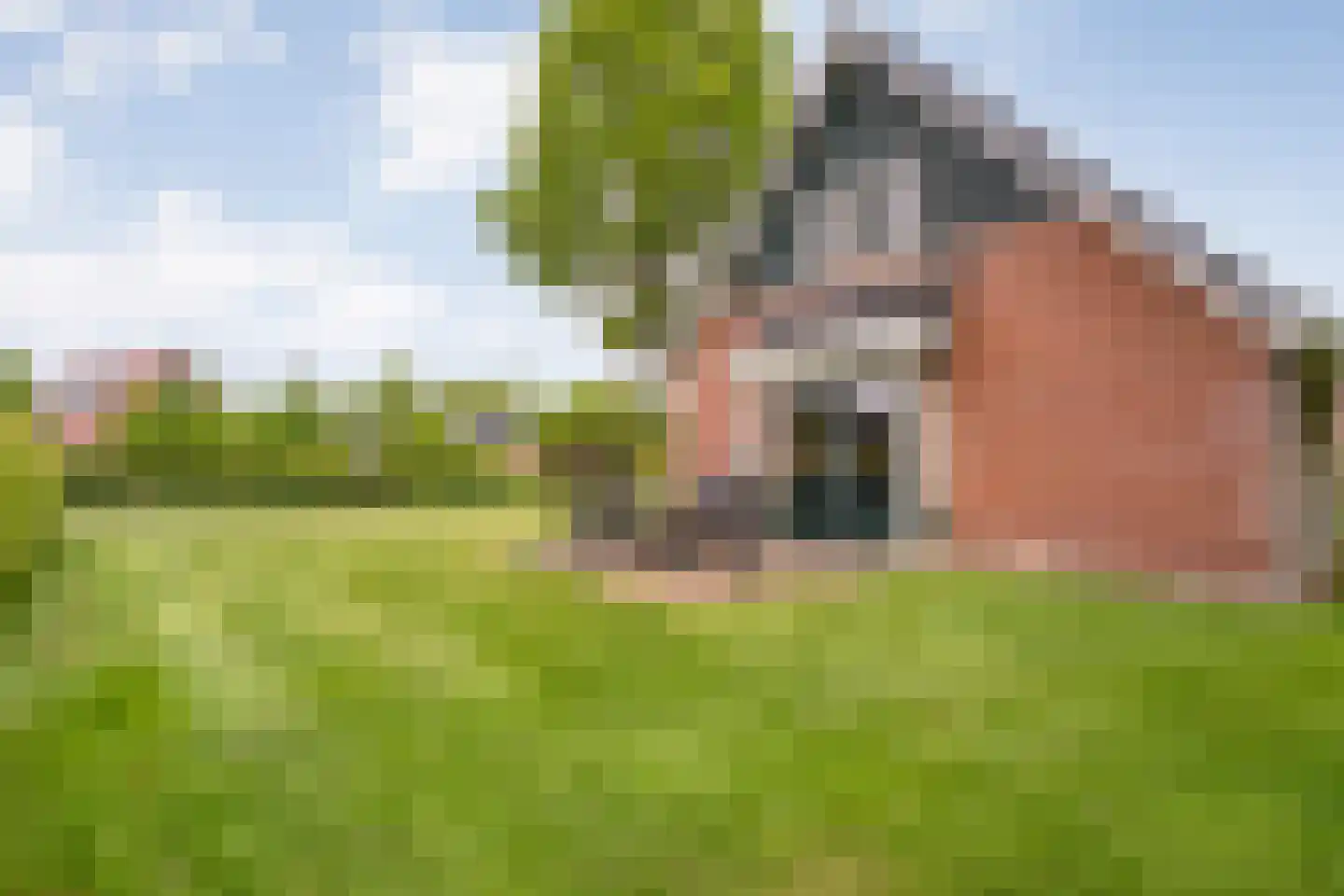 Bruine Hoopsweg 6 a Z211 Hoge Hexel thumbnail 27