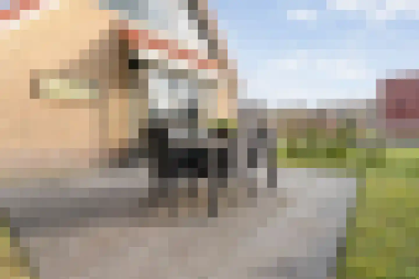 Bruine Hoopsweg 6 a Z298 Hoge Hexel thumbnail 30