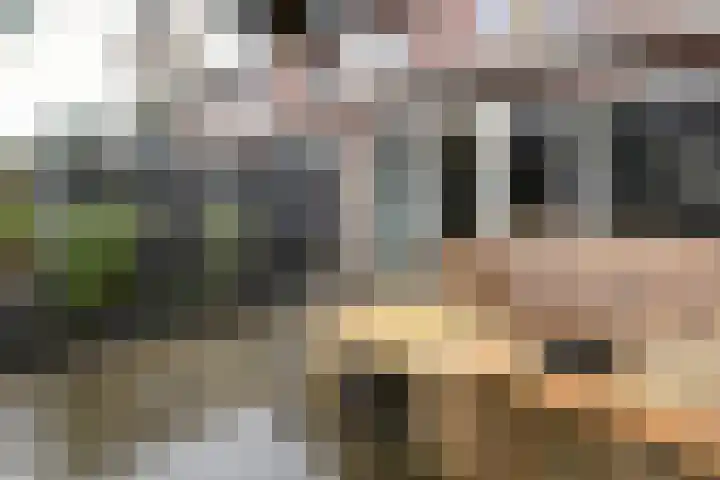 Bruine Lijster 16 Uithoorn thumbnail 18