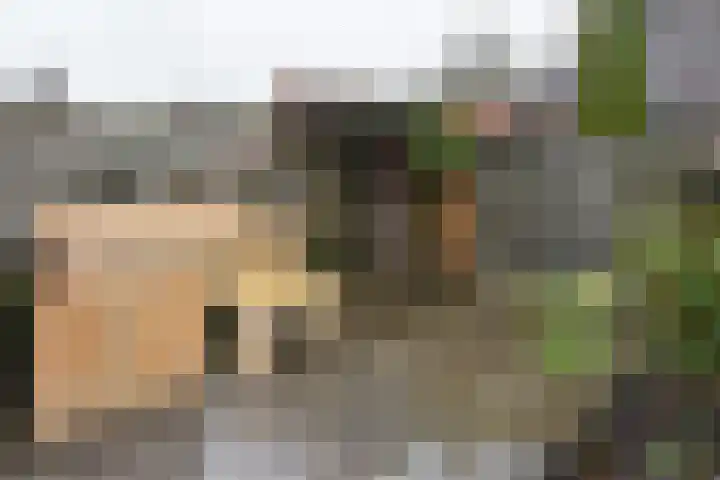 Bruine Lijster 16 Uithoorn thumbnail 19