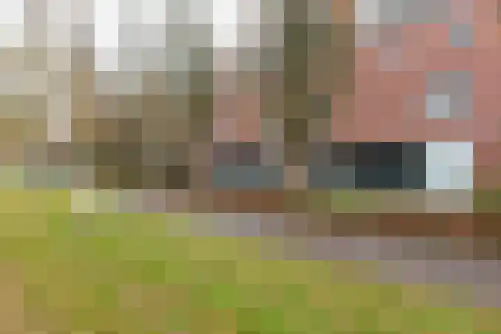Bruine Lijster 16 Uithoorn thumbnail 22