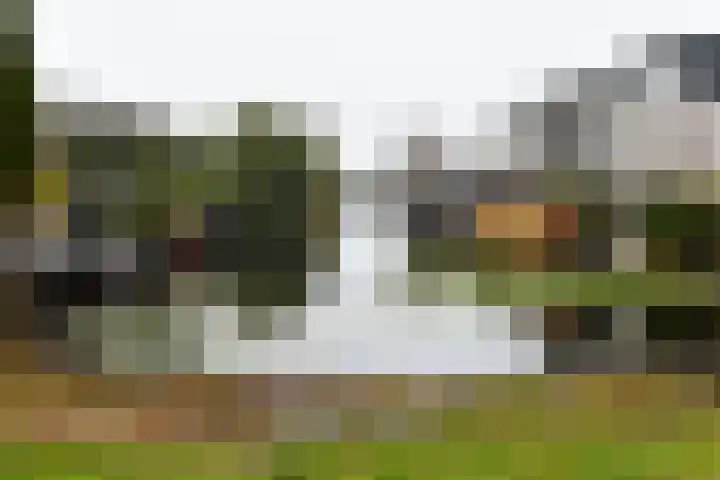 Bruine Lijster 16 Uithoorn thumbnail 24