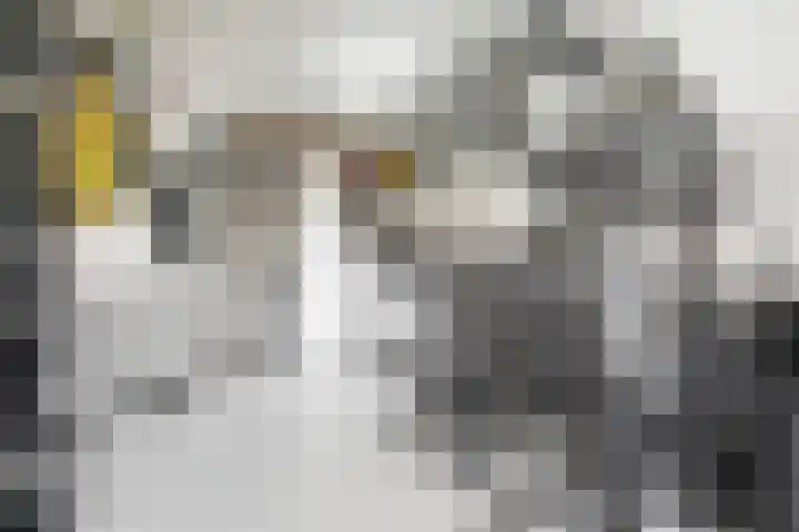 Bruine Vuurvlinder 10 Tiel thumbnail 51