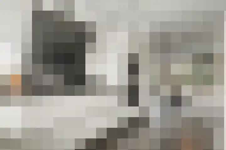 Bruinvis 15 Naaldwijk thumbnail 14