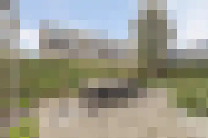 Bruinvis 15 Naaldwijk thumbnail 25