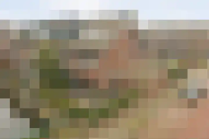 Bruinvis 15 Naaldwijk thumbnail 32