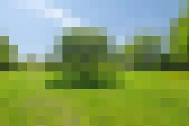 Bruisterbosch 37 Sint Geertruid thumbnail 46