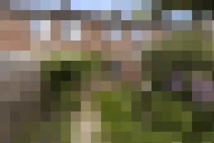 Brummelstraat 14 Hollandscheveld thumbnail 5