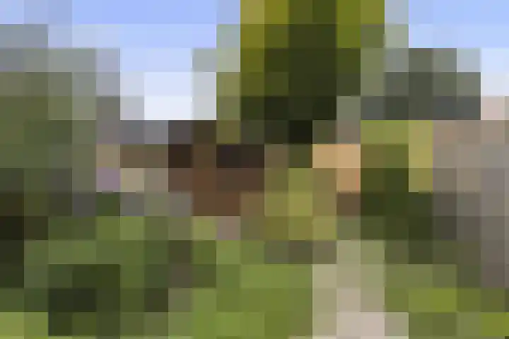 Brummelstraat 14 Hollandscheveld thumbnail 6