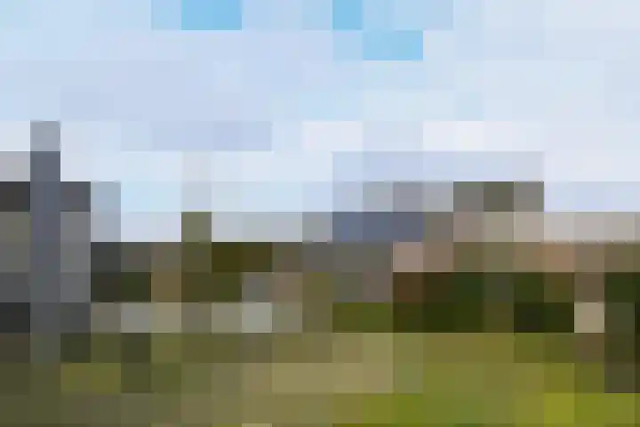 Brummenböske 9 Heibloem thumbnail 20