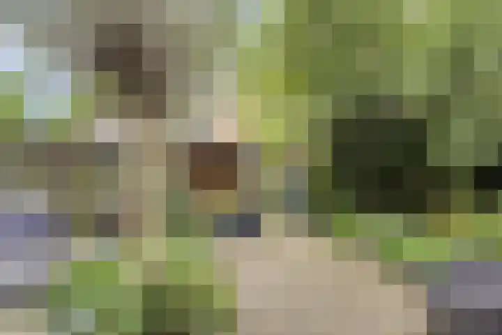 Brunel 14 Kampen thumbnail 21