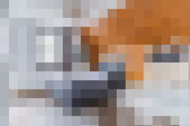 Bucht 37 Bergeijk thumbnail 36