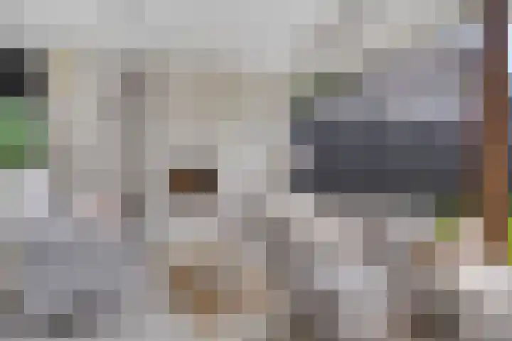 Bucht 46 Bergeijk thumbnail 26